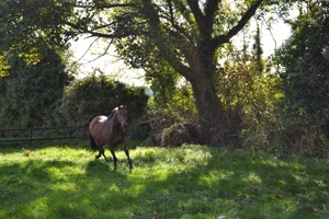 Horse at Ashtown Stables