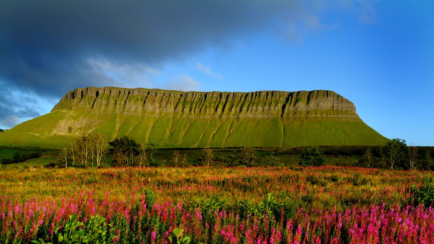 Colourful flowers dotted around Benbulben (Benbulbin), County Sligo