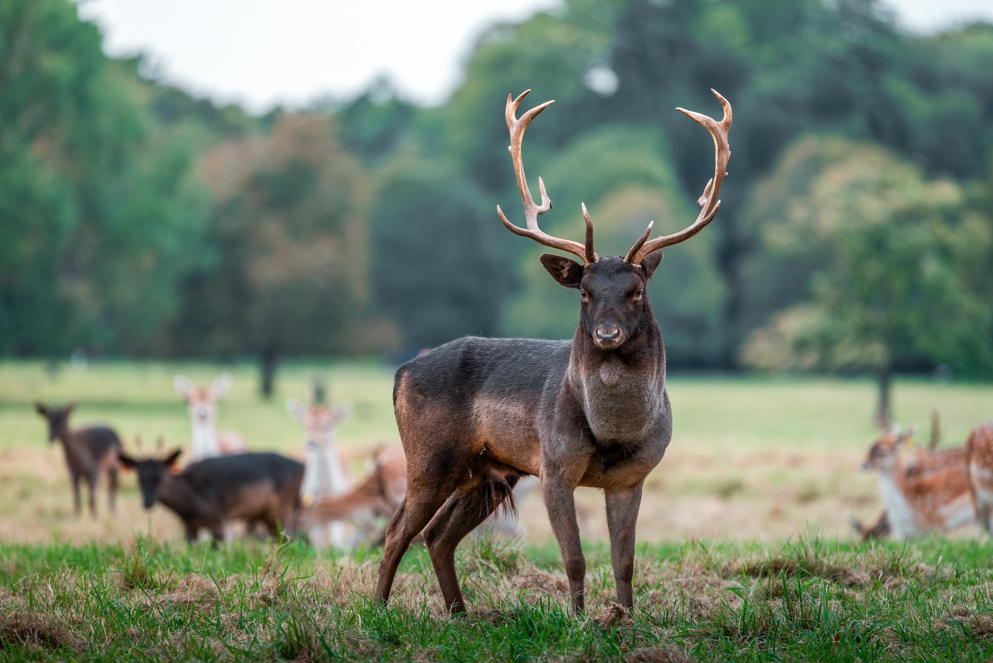 Deer in Phoenix Park