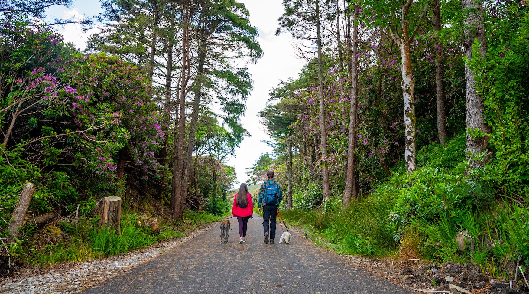 People walking their dogs