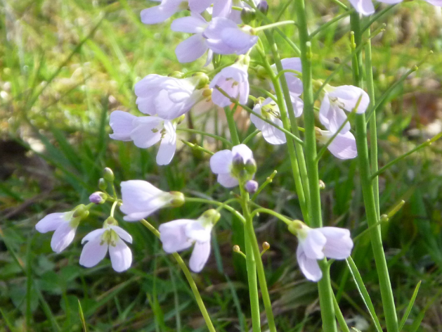 Wildflowers at Turlough Park