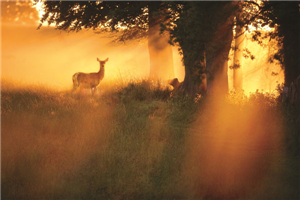 Sun Rise at phoenix park