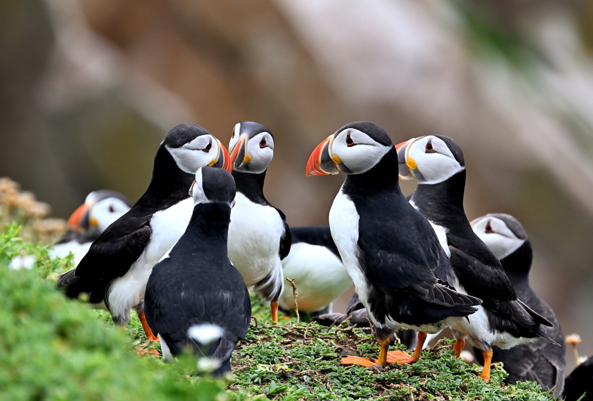 Puffins on Saltee Island in Co Wexford