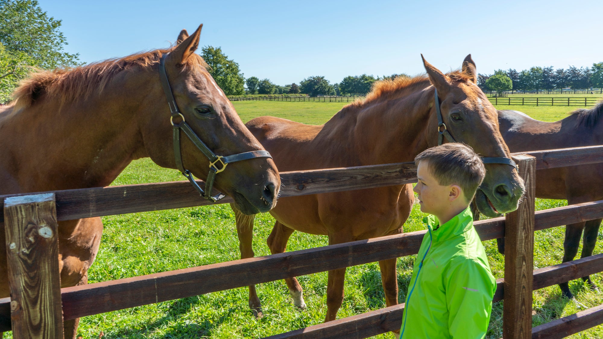 A child with horses at the Irish National Stud and Gardens in Kildare
