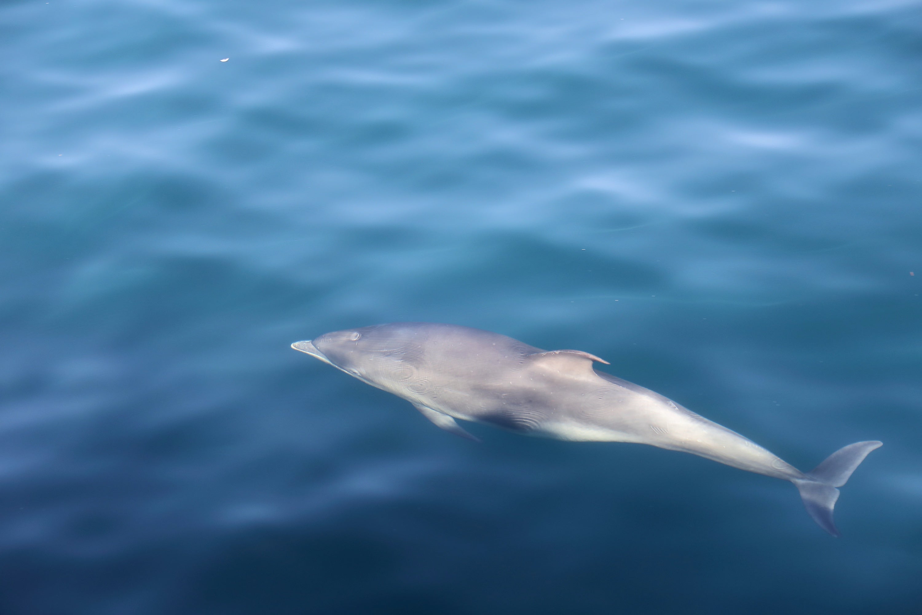 A dolphin in Co Clare