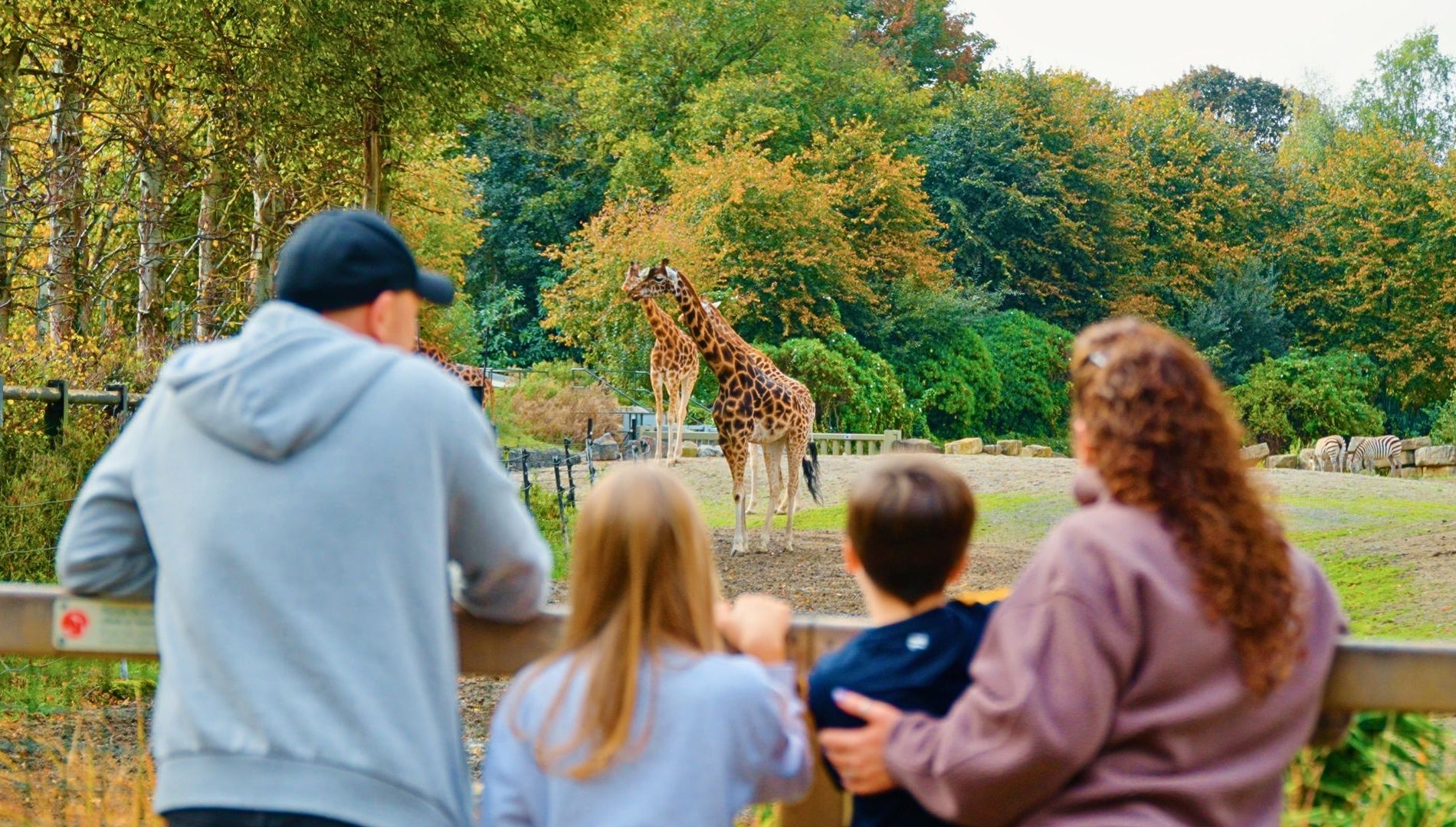Two adults and two children leaning on a wooden fence looking at giraffes in a field