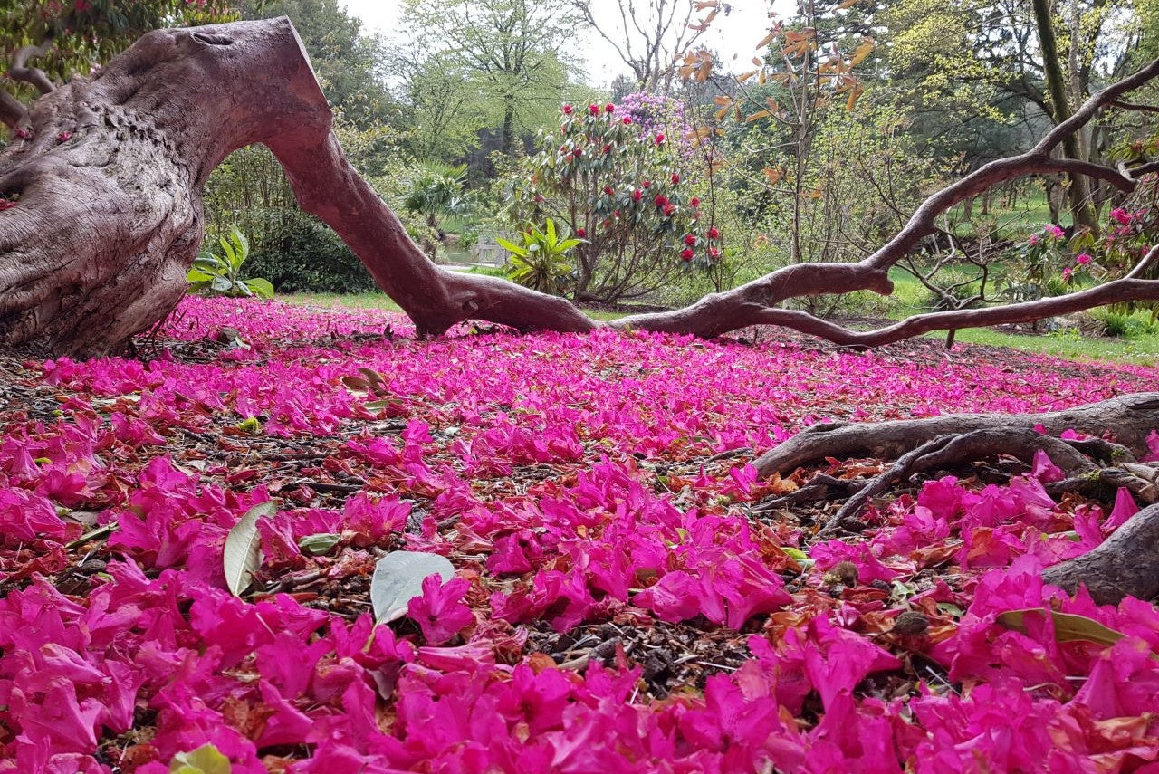 Fallen blossoms on garden floor