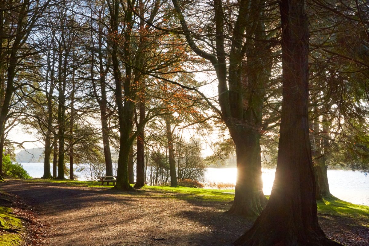 A path lined with trees along a lake side
