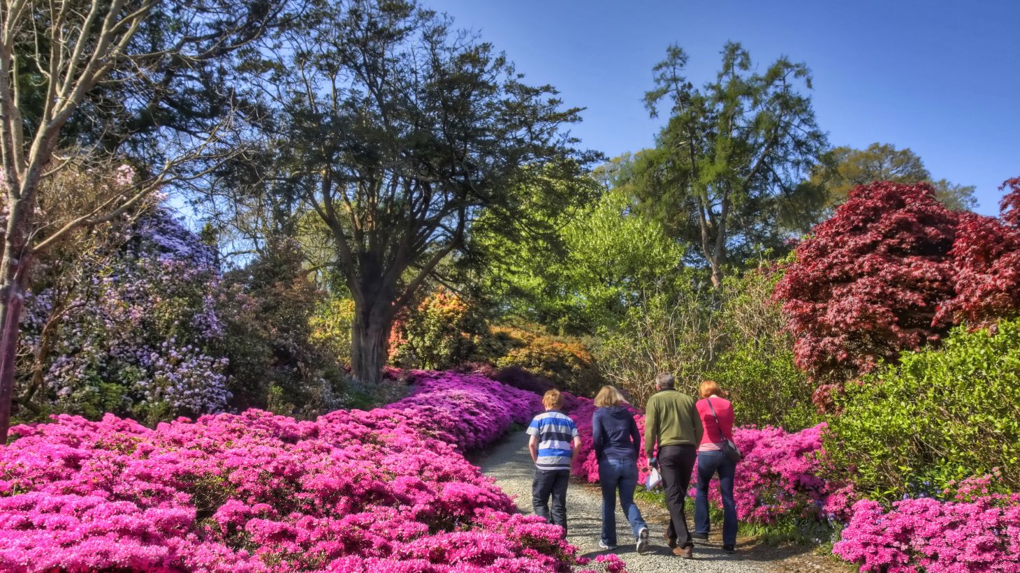 A family walking past bright pink flowers in Mount Congreve Gardens, Co. Waterford