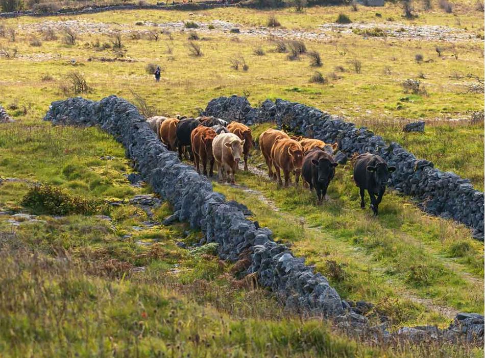 Burren Winterage Weekend   .