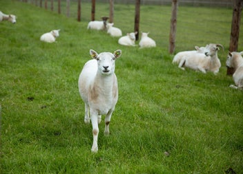 One sheep standing with others lying down in a green grassy field