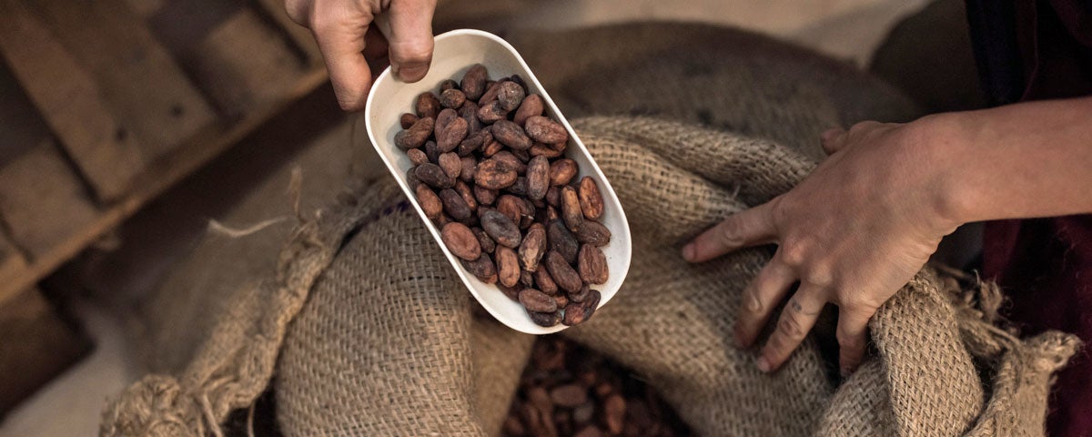 Scooping cocoa beans from a sack for chocolate making