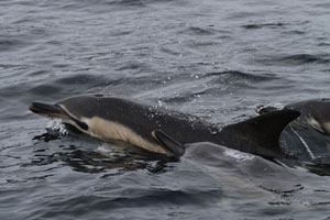 Blasket Islands Eco Marine Tours