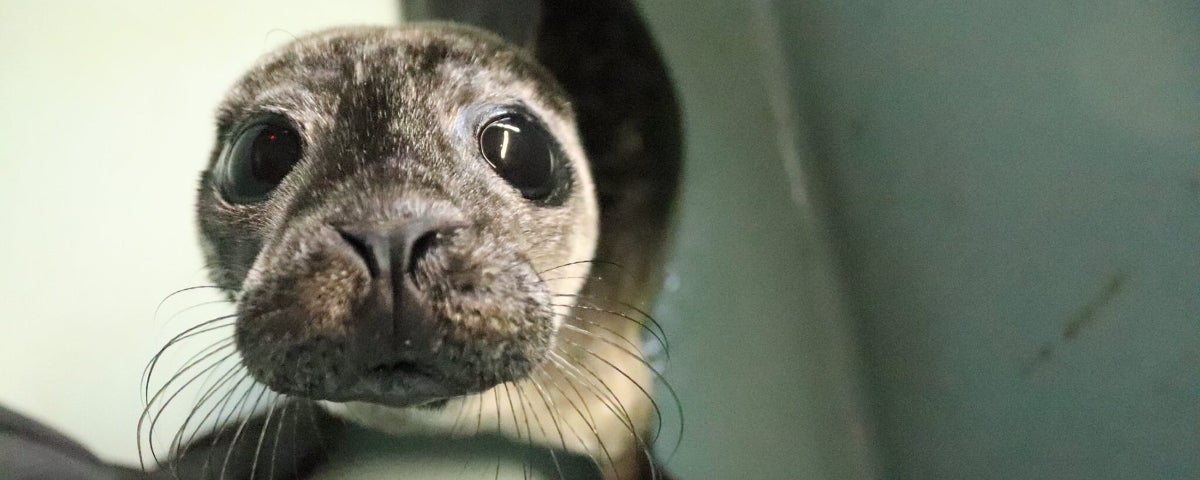 A seal in the rescue centre wet suite