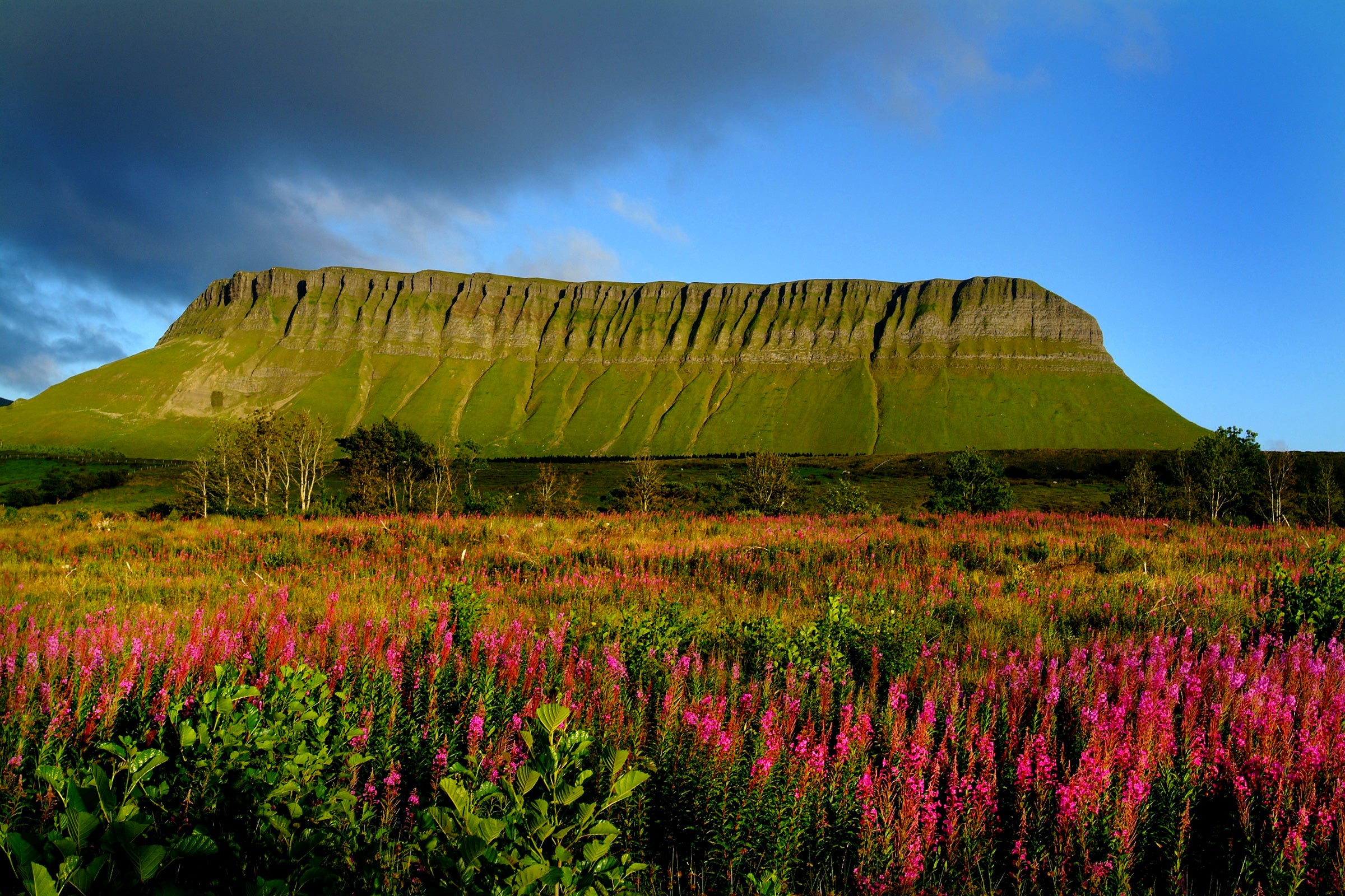 Flowers growing at the base of Benbulben in Sligo