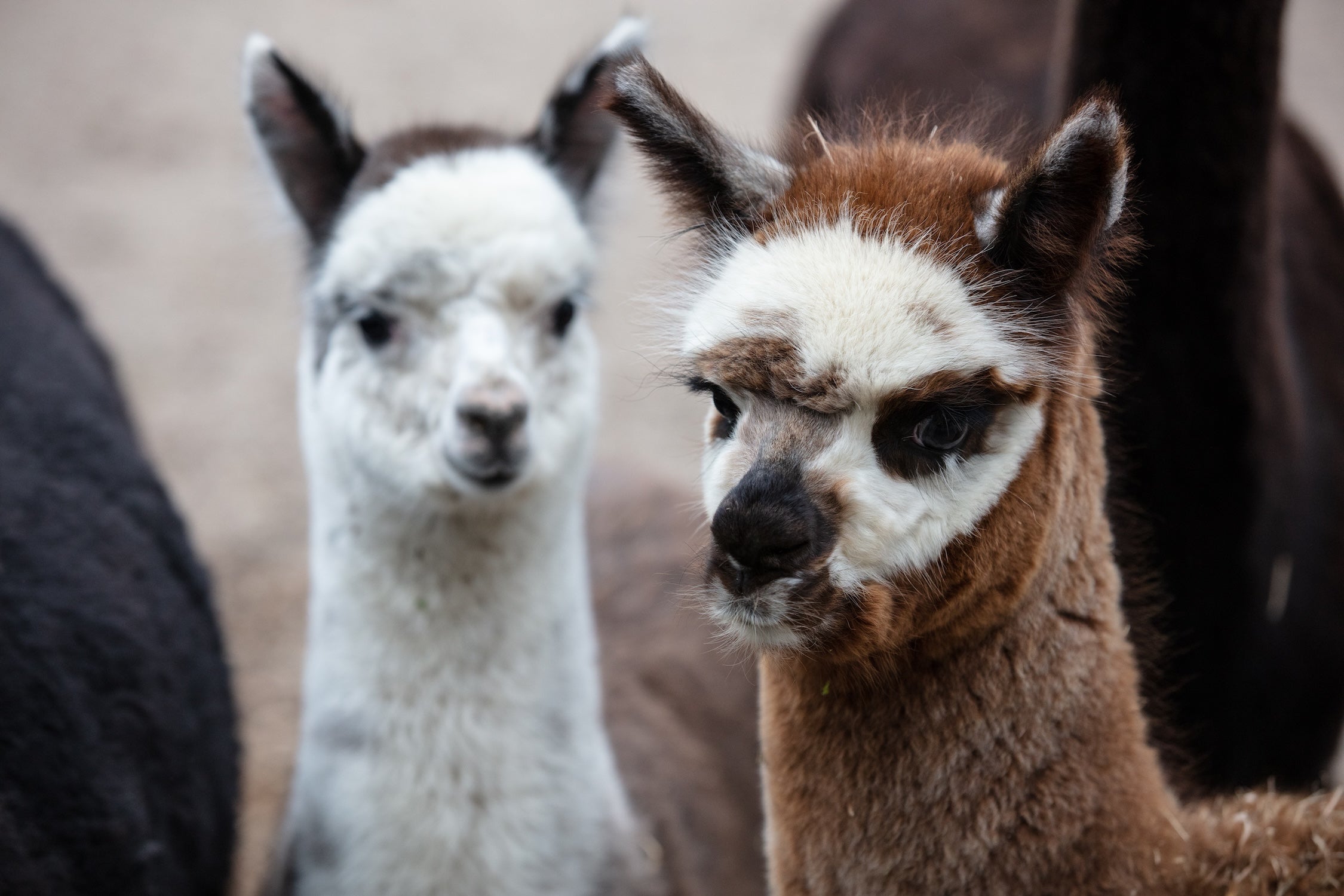 Alpacas