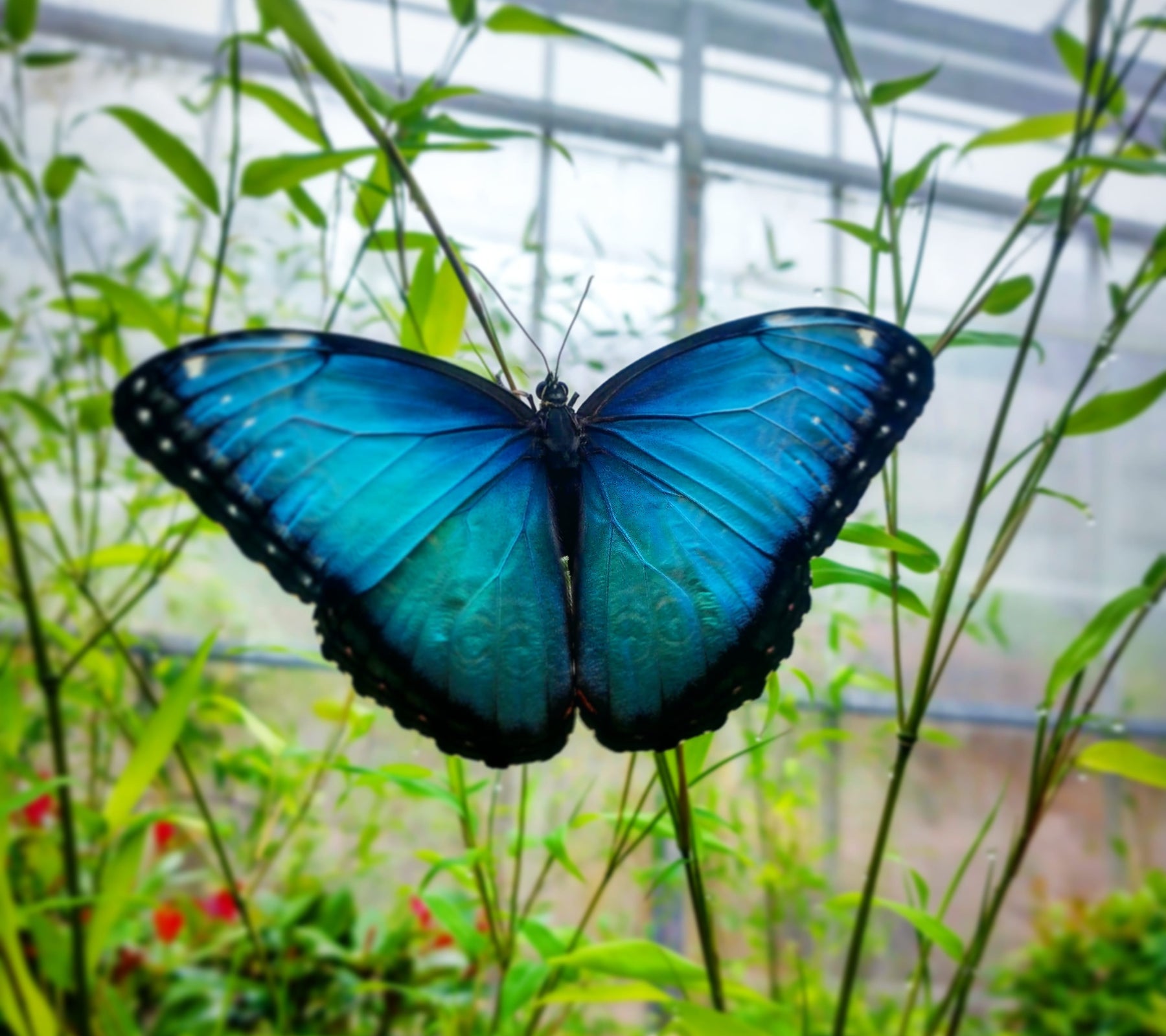 Blue butterfly resting on a plant stalk