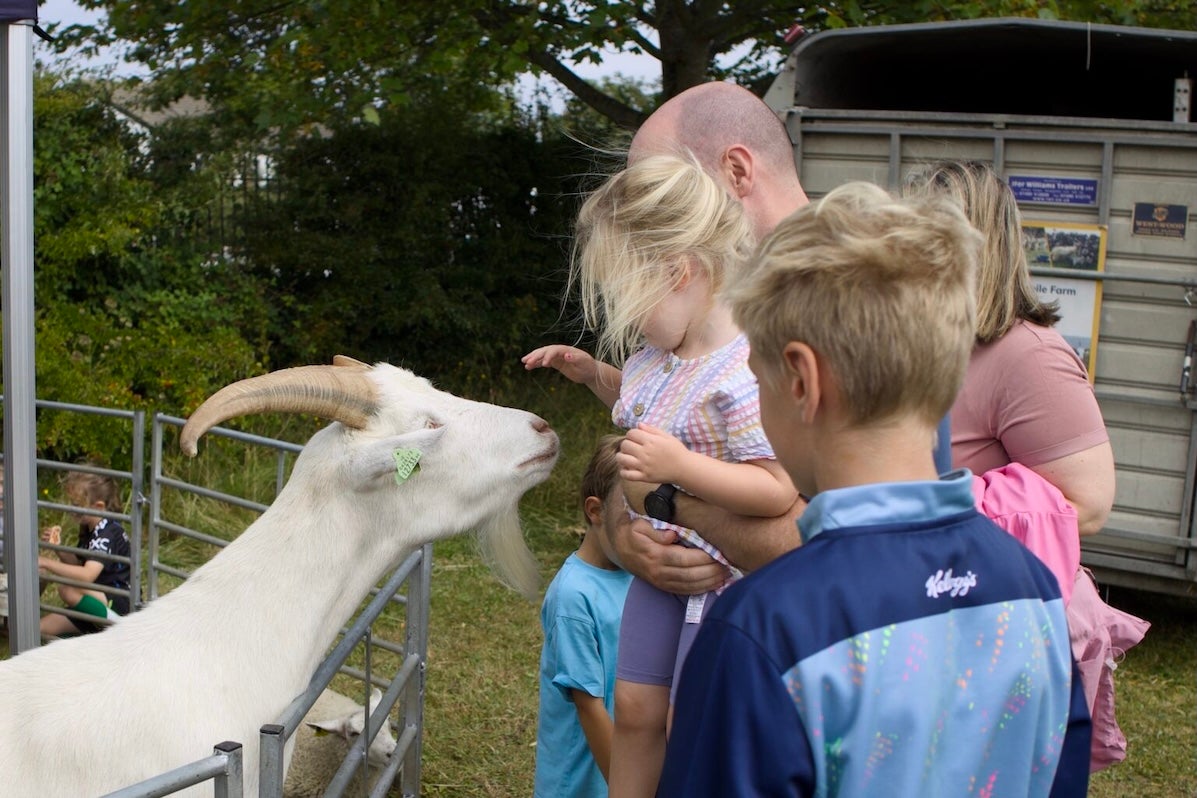 A family feeding a large white goat