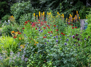 Flowers, National Museum of Ireland Turlough Park