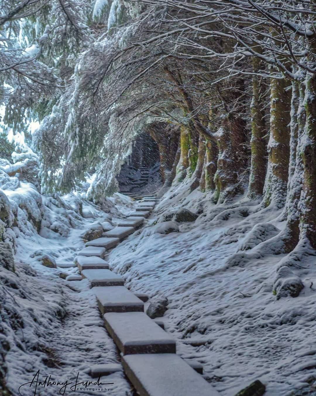 Steps up at Ballinastoe Sli covered in snow with trees overarching and also covered in snow.