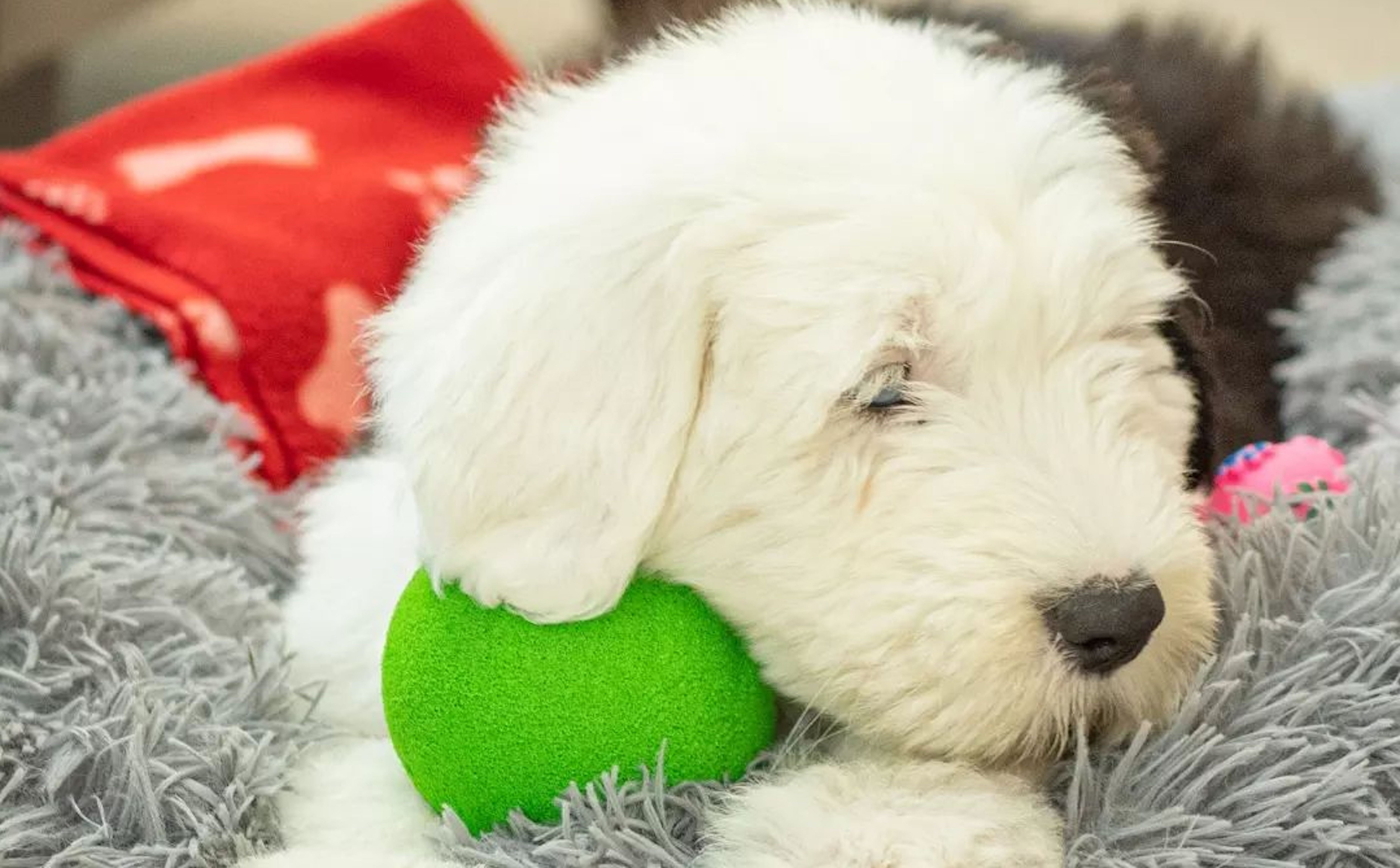 A puppy resting on a dog bed