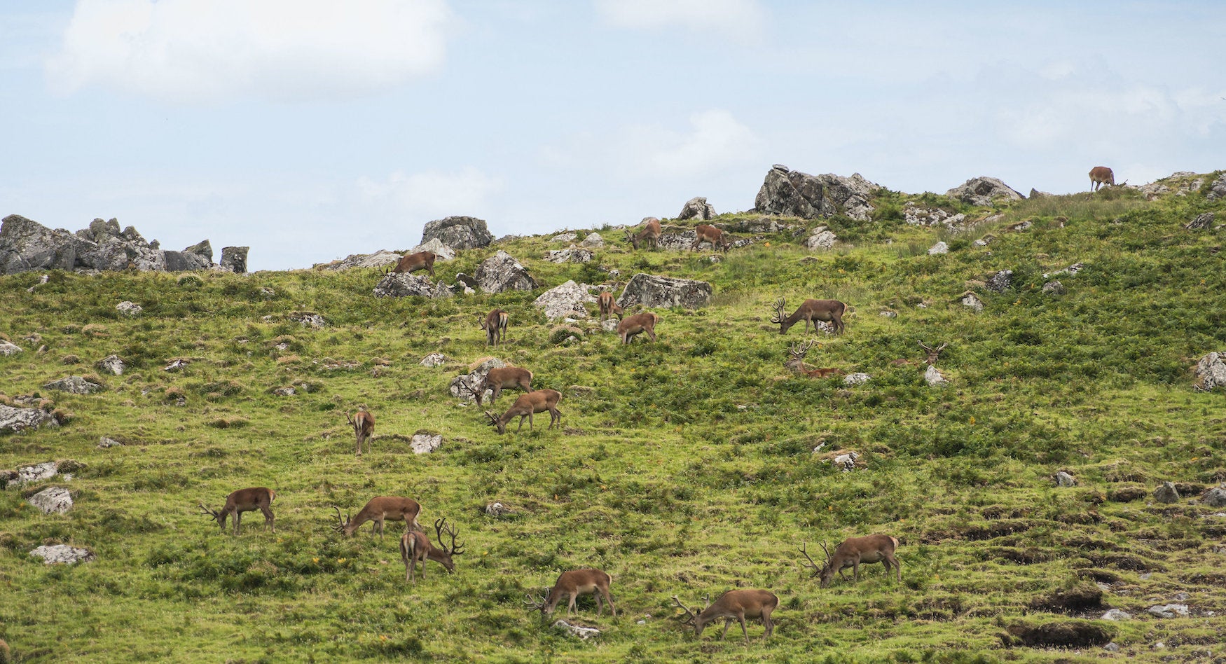 Irish red deer on the Blasket Islands in Co Kerry