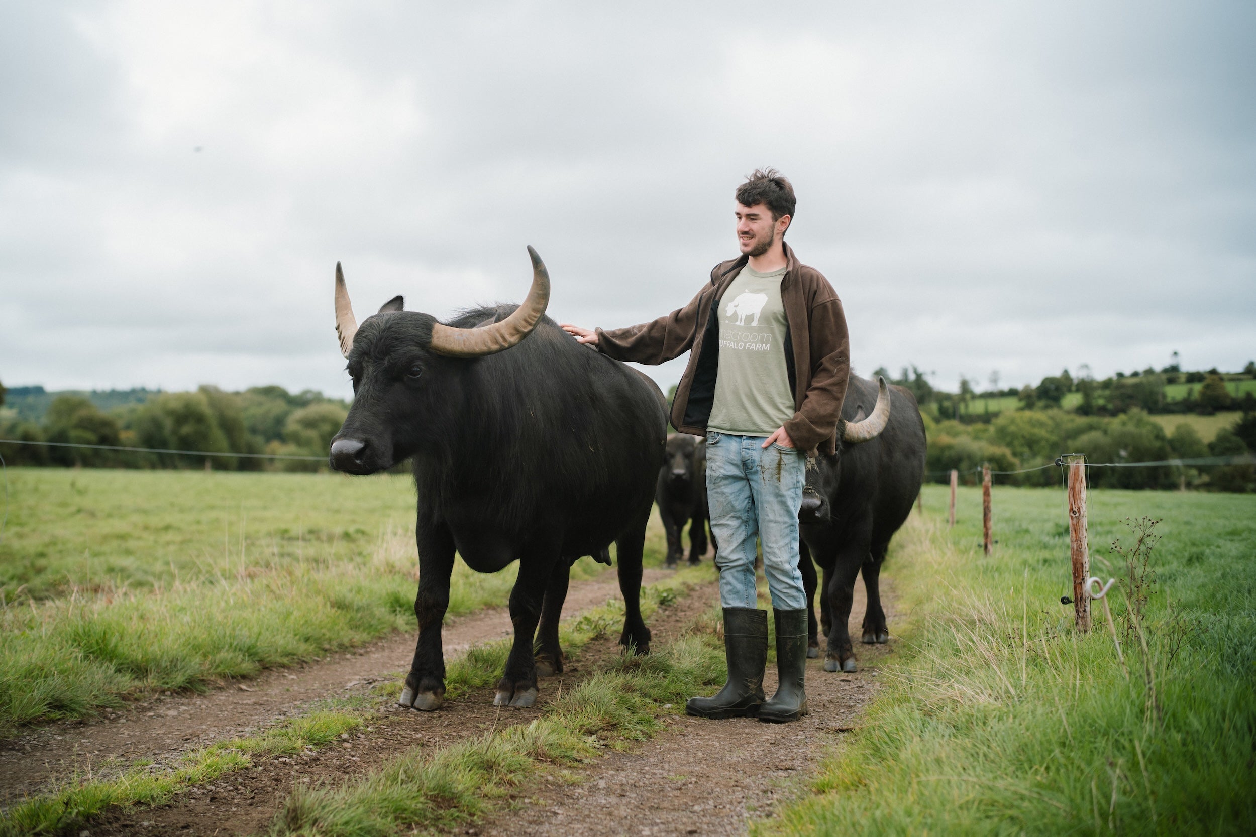 Water buffalo and a farmer at the Macroom Buffalo Farm in Macroom, Co Cork