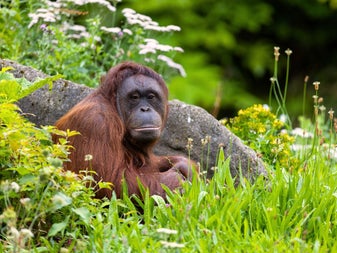 An Orang Utan at Dublin Zoo