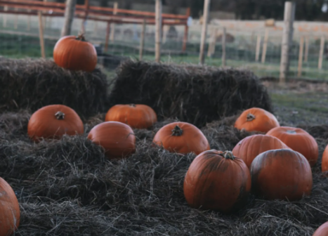 Pumpkin Patch at Murtagh Organic Farm