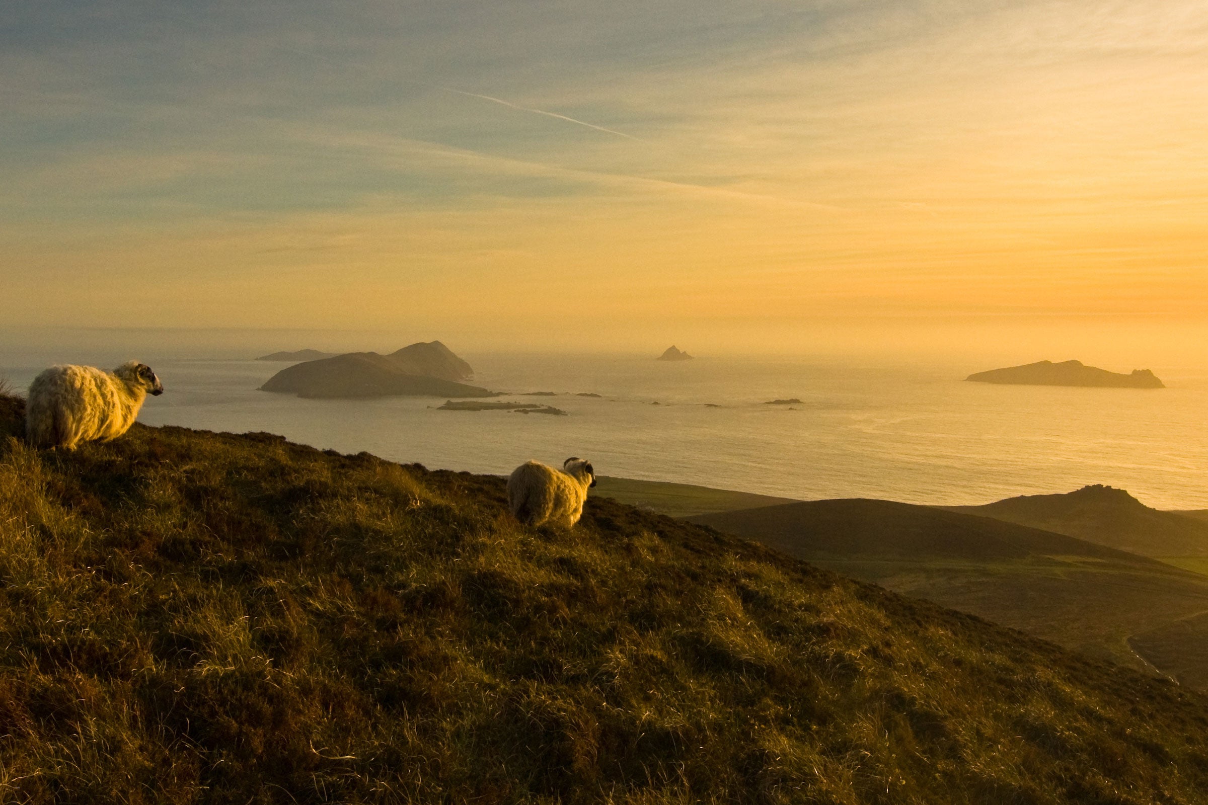 Sheep, with a view of the Blasket Islands, Co. Kerry