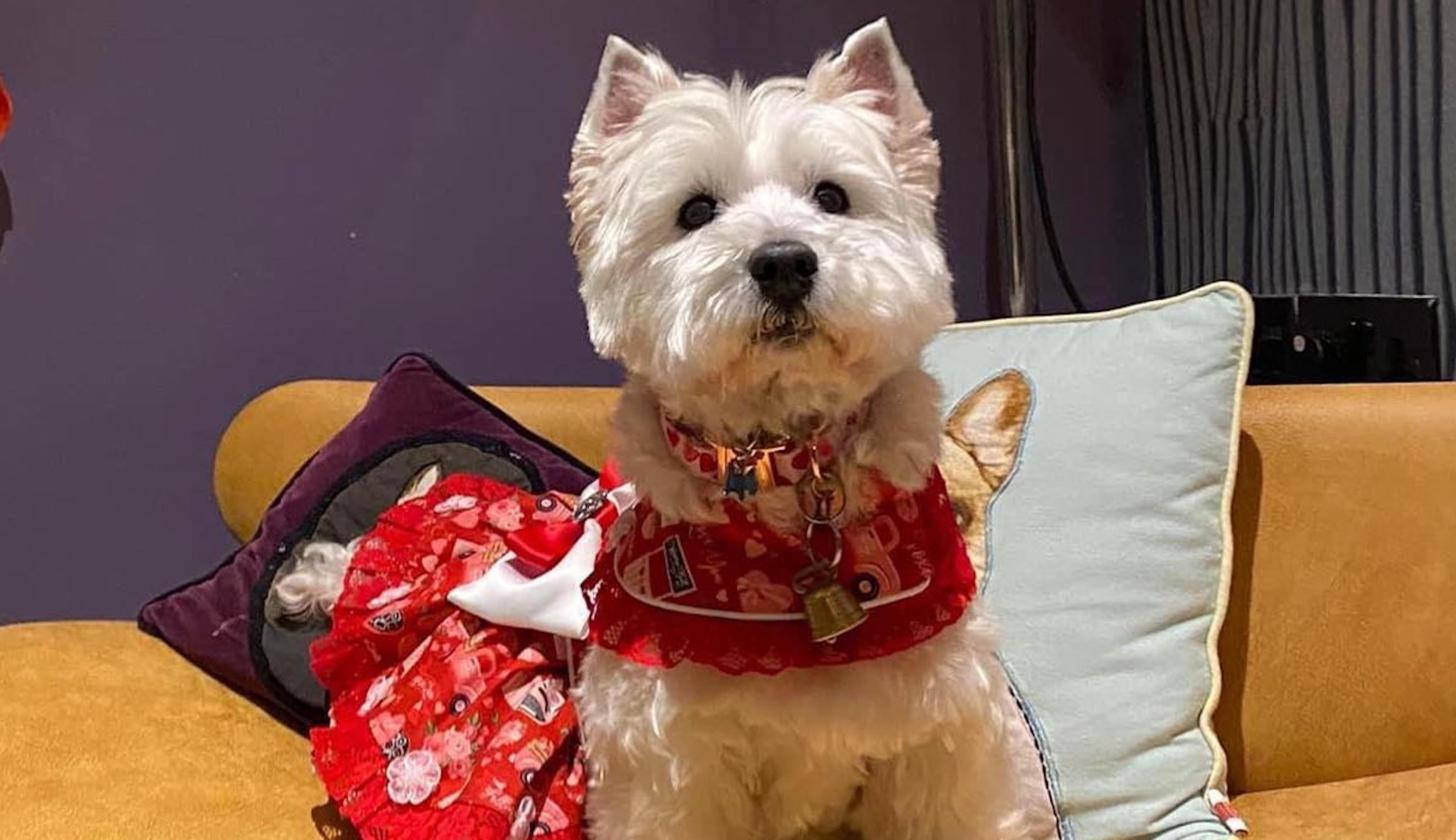A dog sitting on a chair at The Twelve Hotel in Galway.