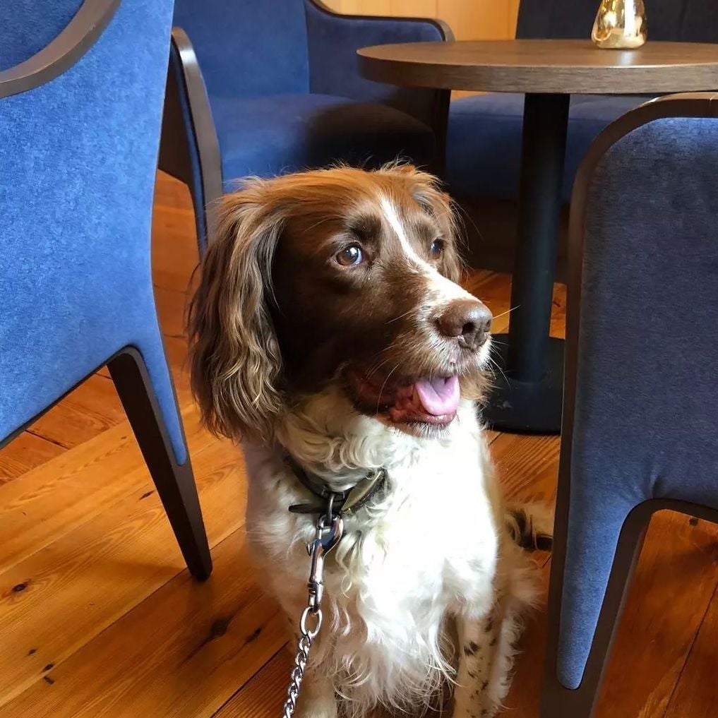 A dog in Gleesons Townhouse in Roscommon town, Co Roscommon