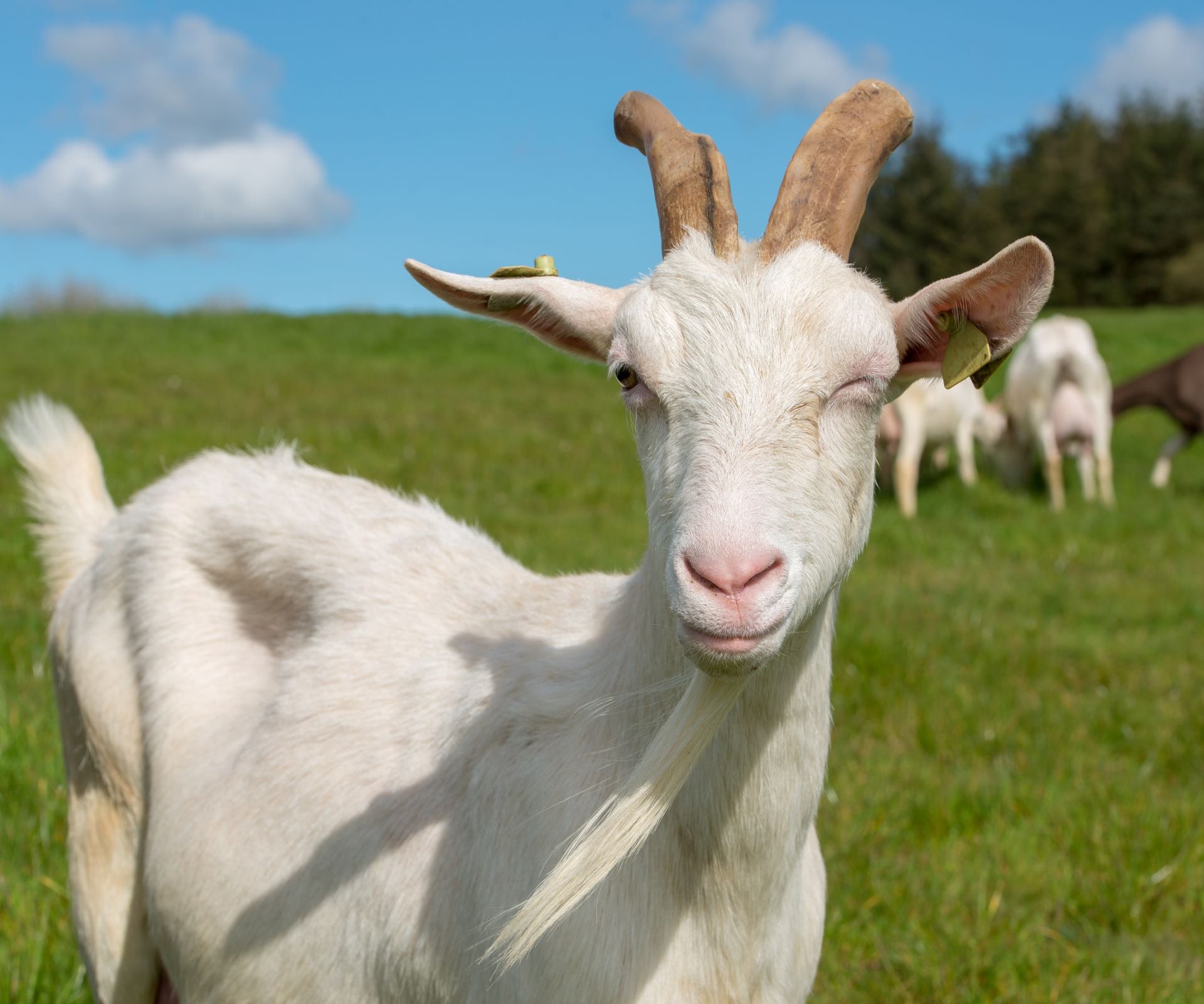 A St. Tola goat winking for the camera on the St. Tola Irish Goat Farm