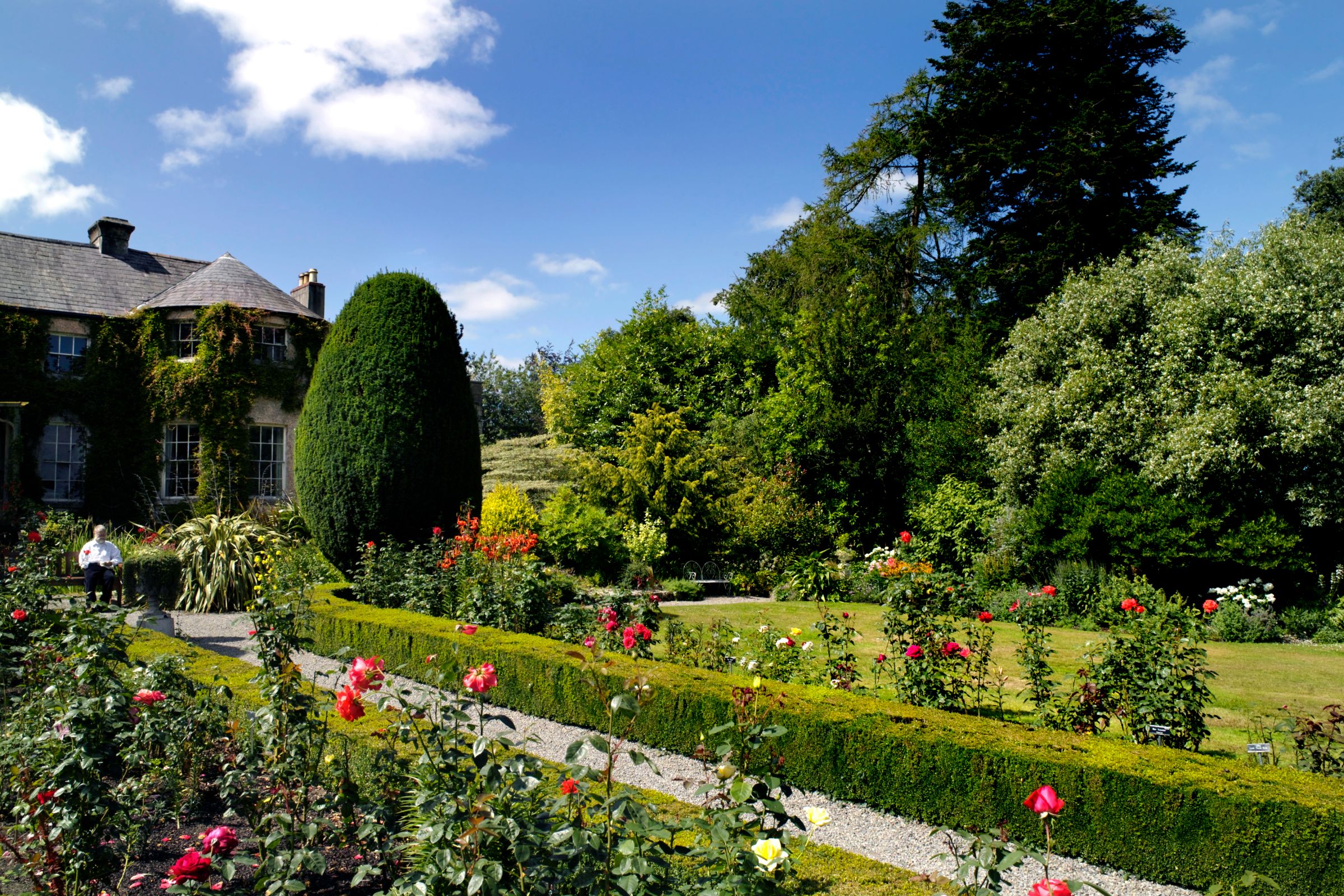 Roses' in bloom in a garden outside Altamont House, Carlow