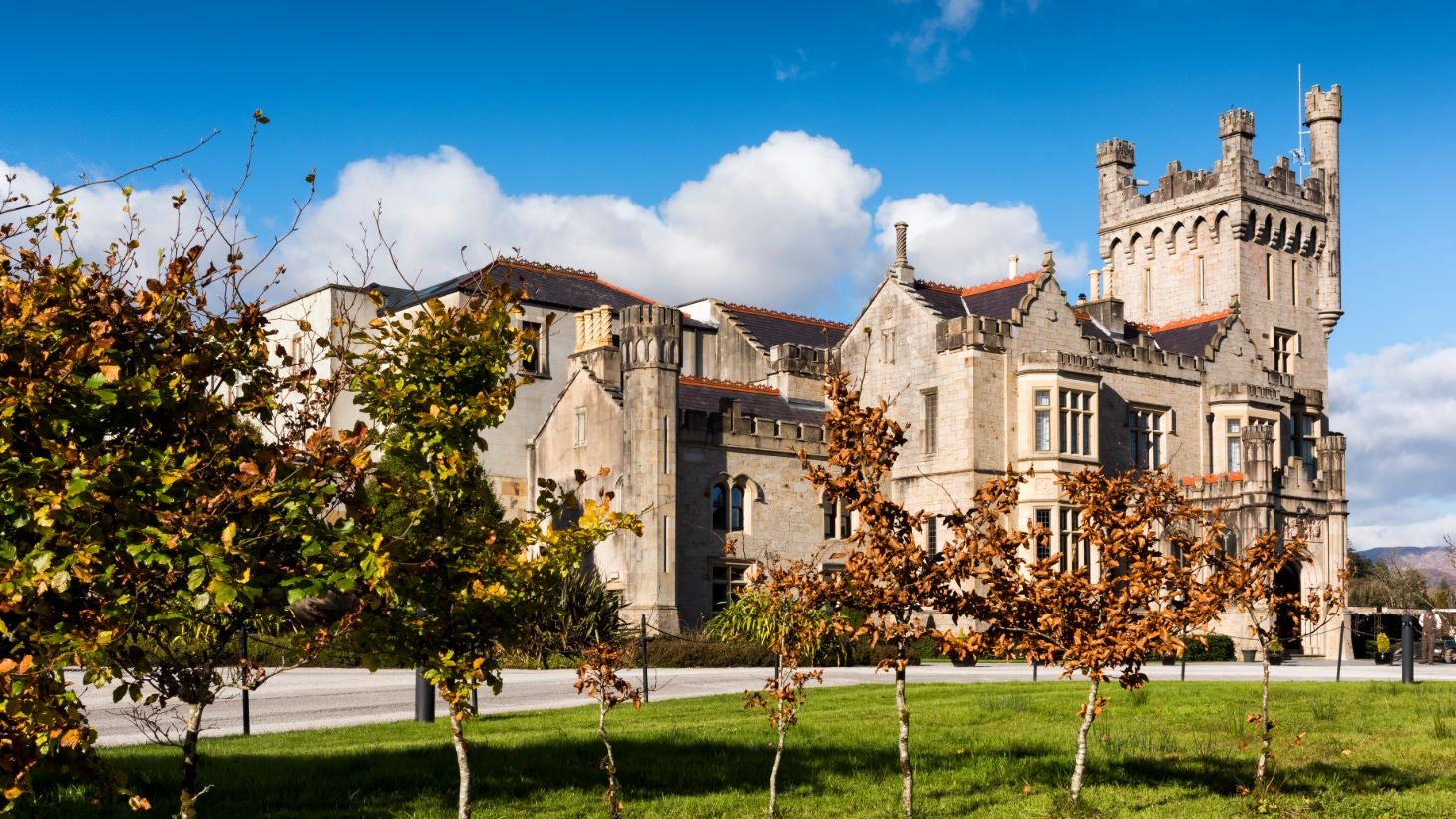 Small trees outside of Lough Eske Castle, Donegal