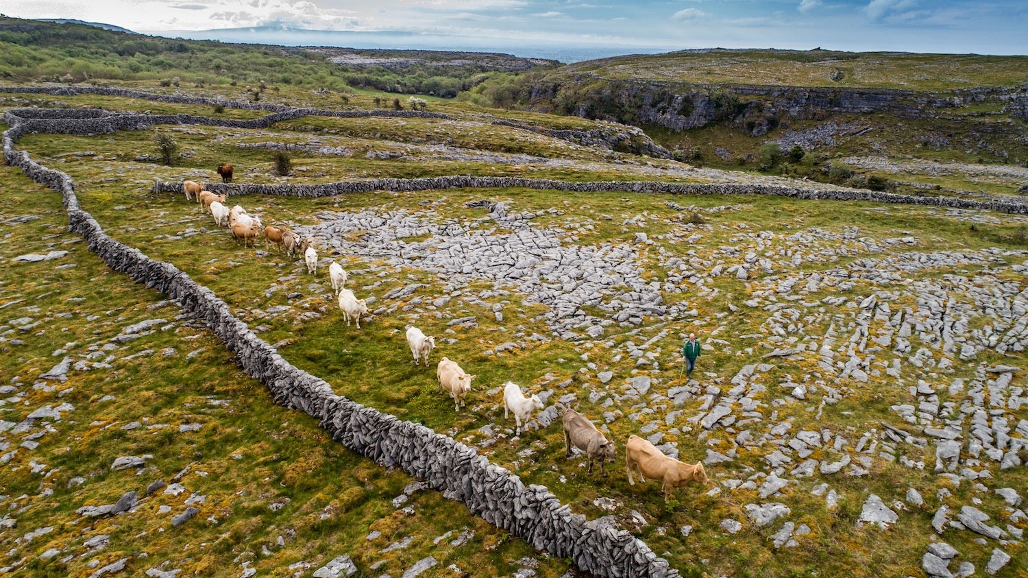 A farmer and his cattle in the Burren, Co Clare