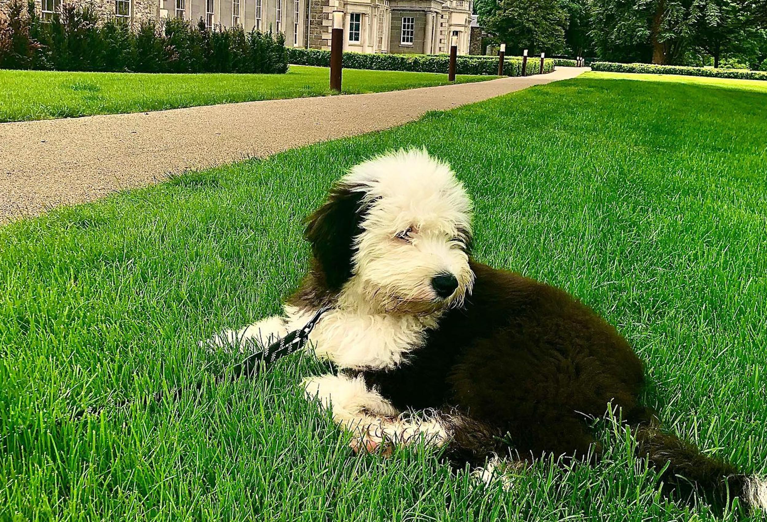 A puppy sitting on the grass at Carton House, Kildare