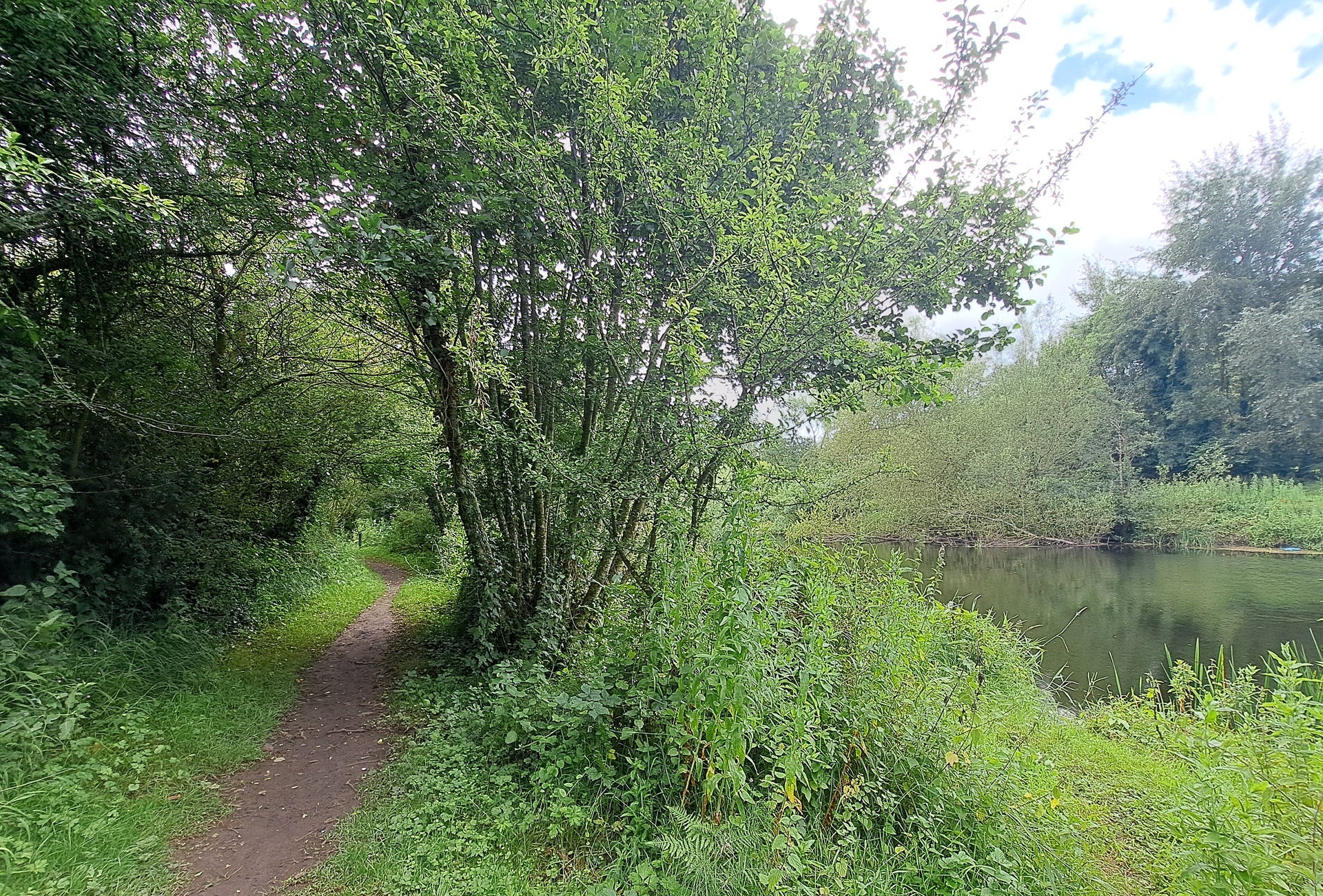 A pathway amongst green trees and shrubbery beside a river