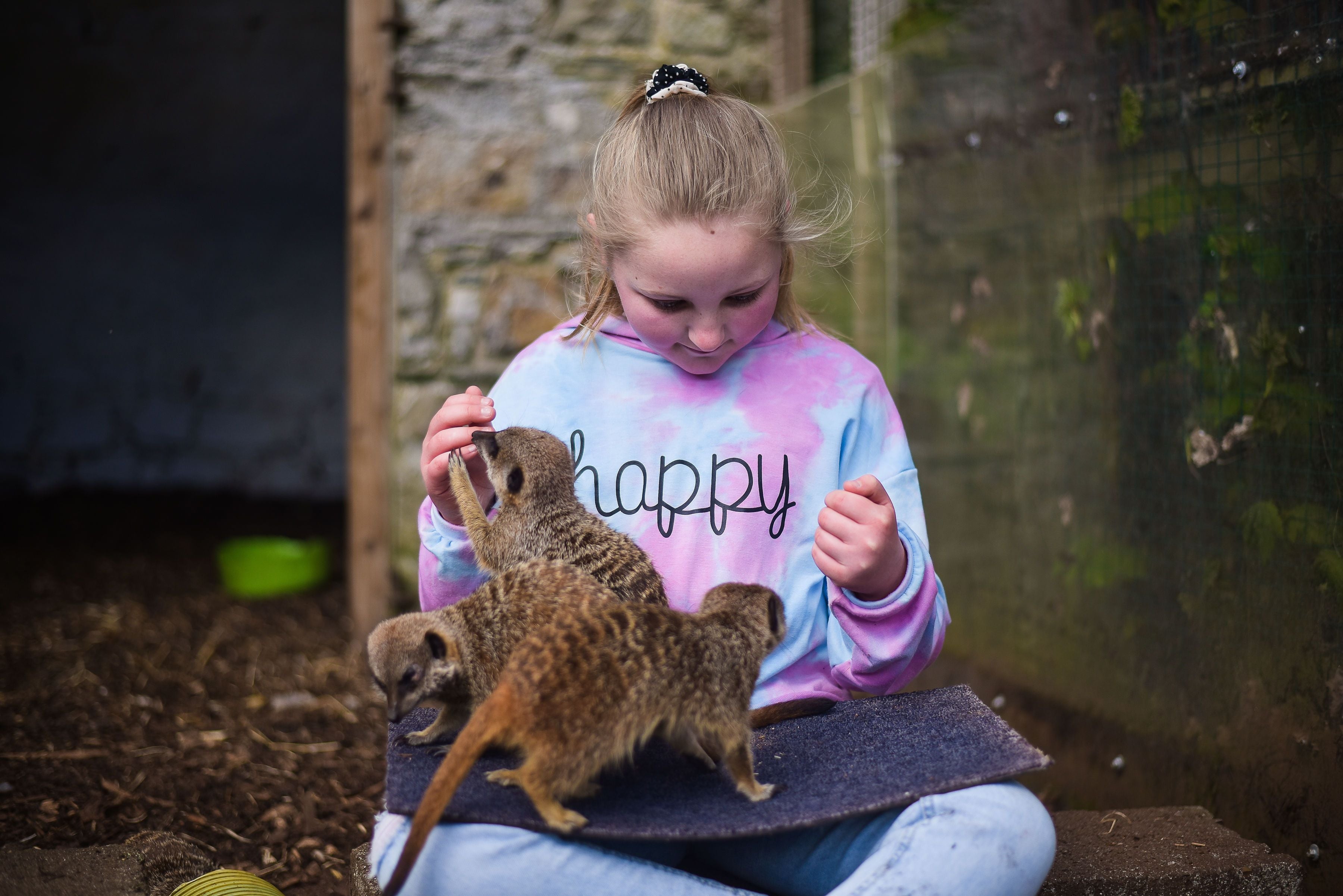 See the meerkats at Secret Valley Wildlife Park.