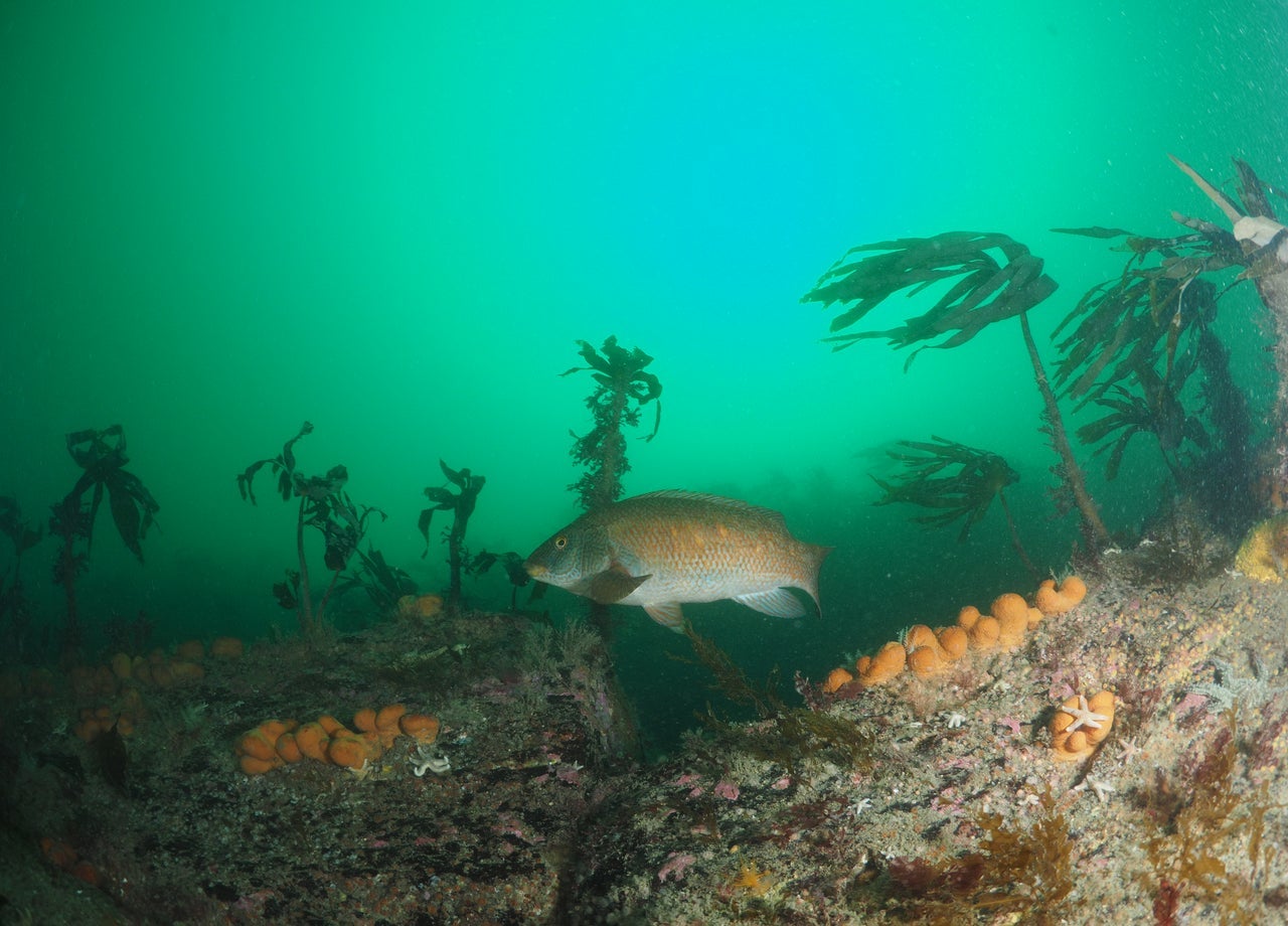 A ballan wrasse fish swimming near rocks