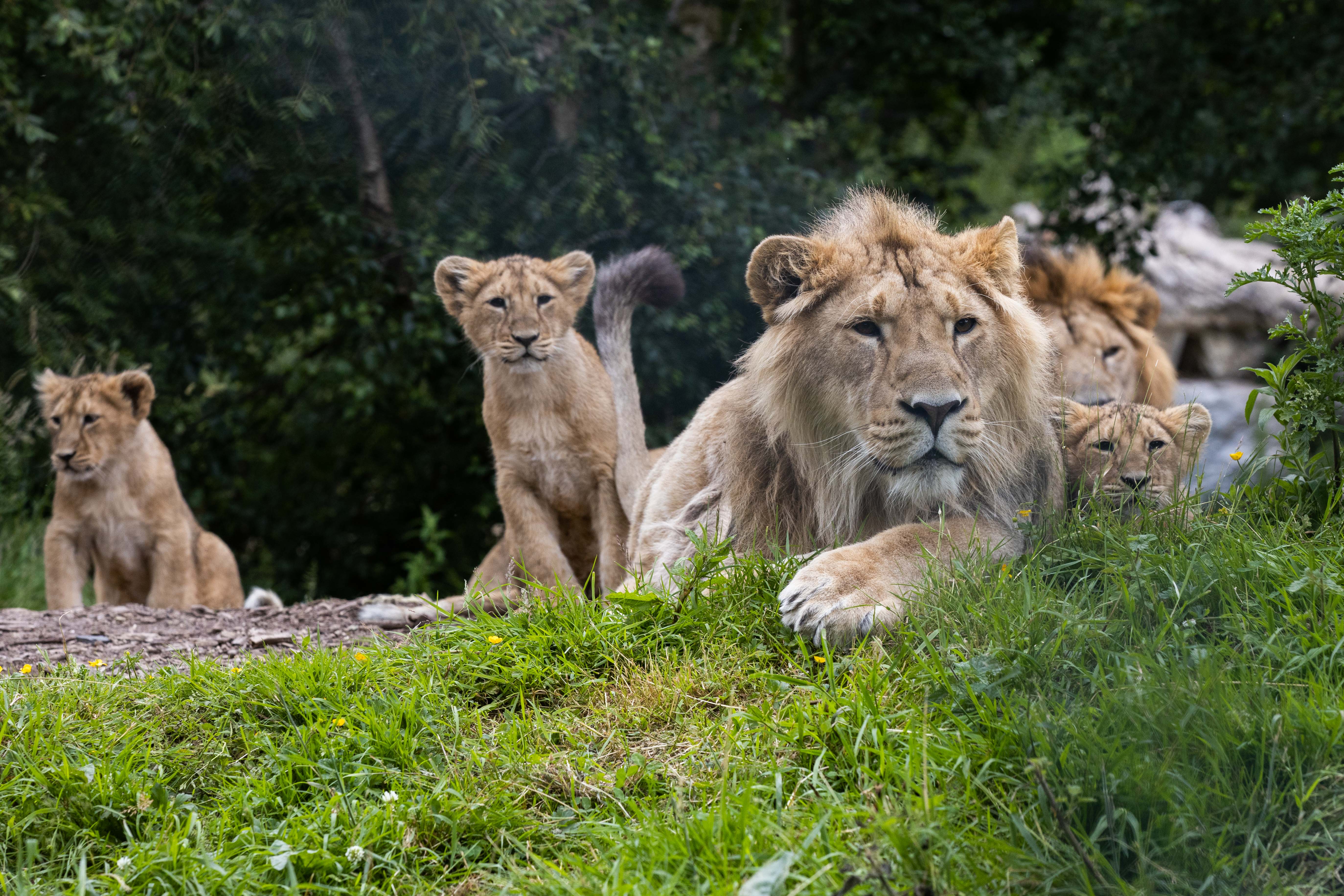 Lion and cubs