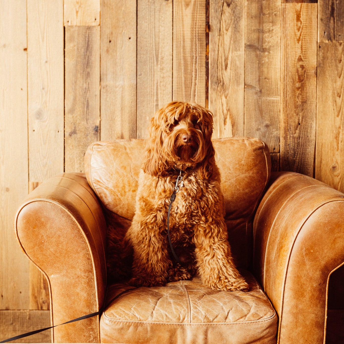 A dog sitting on an armchair.
