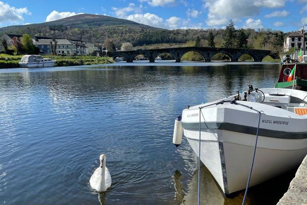 A swan gliding passed a moored boat