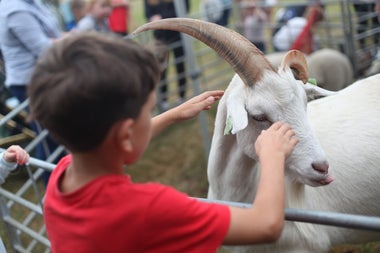 Argi farm Saturday at the Festival
