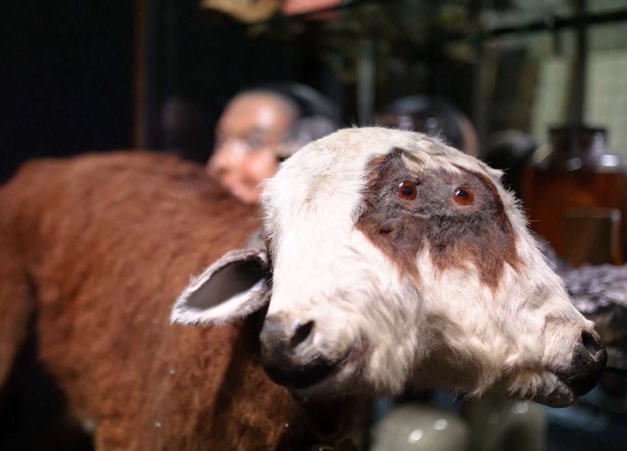 A two headed cow in a museum