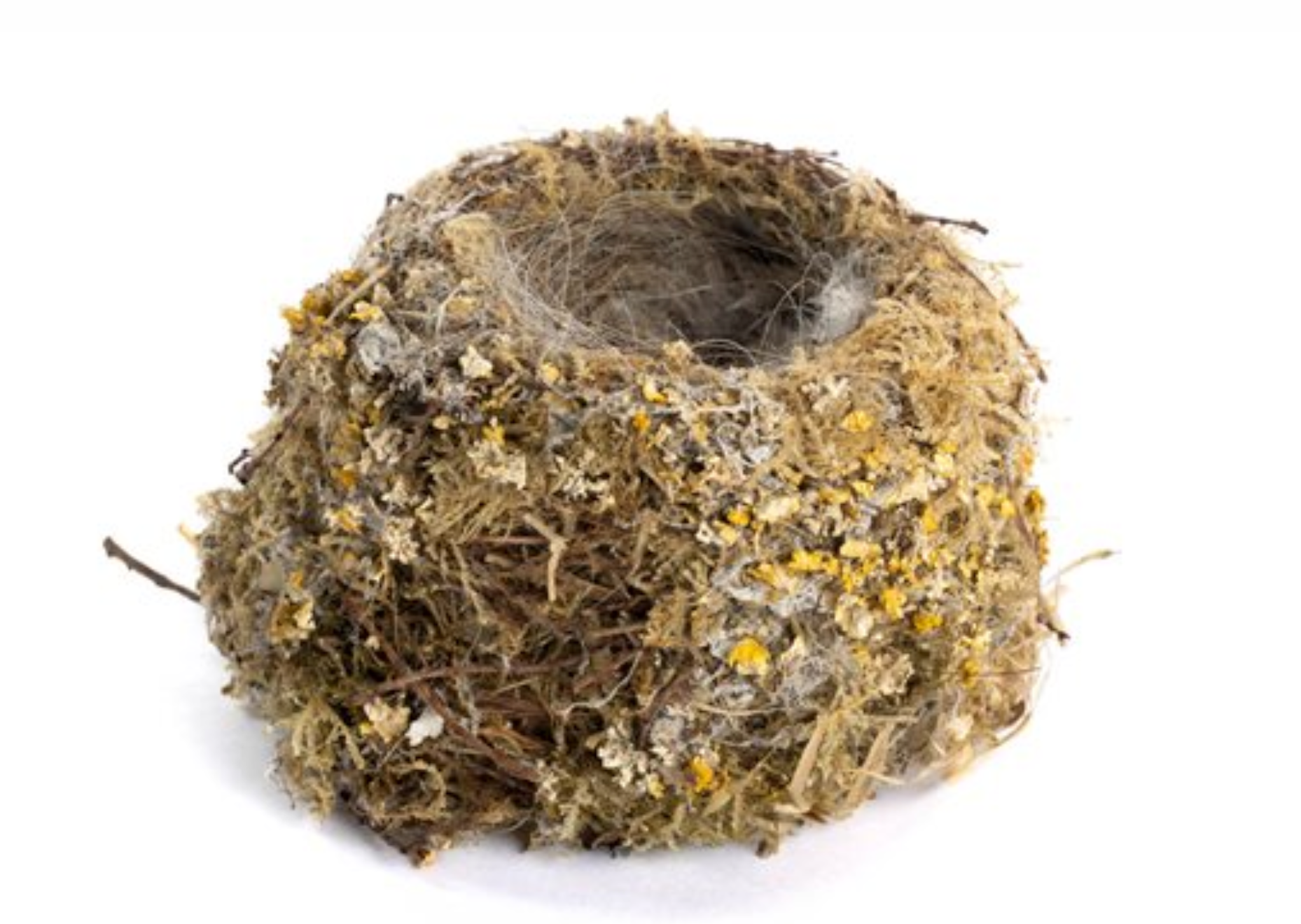 A wren's nest (Troglodytes troglodytes)