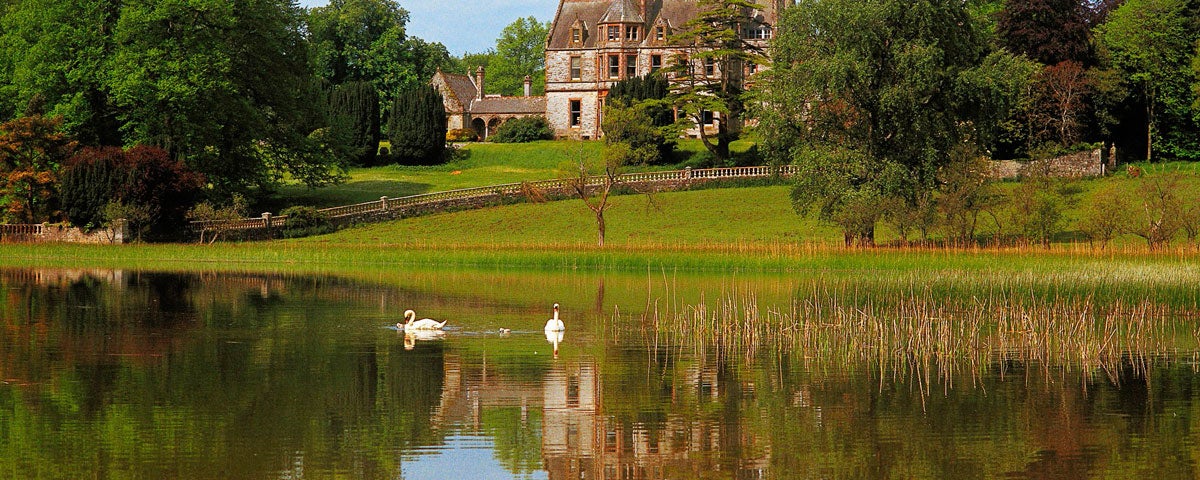 Swans on the lake at Castle Leslie Estate Glaslough County Monaghan