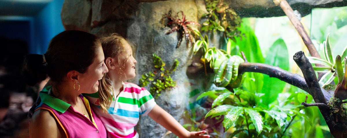 The National Reptile Zoo