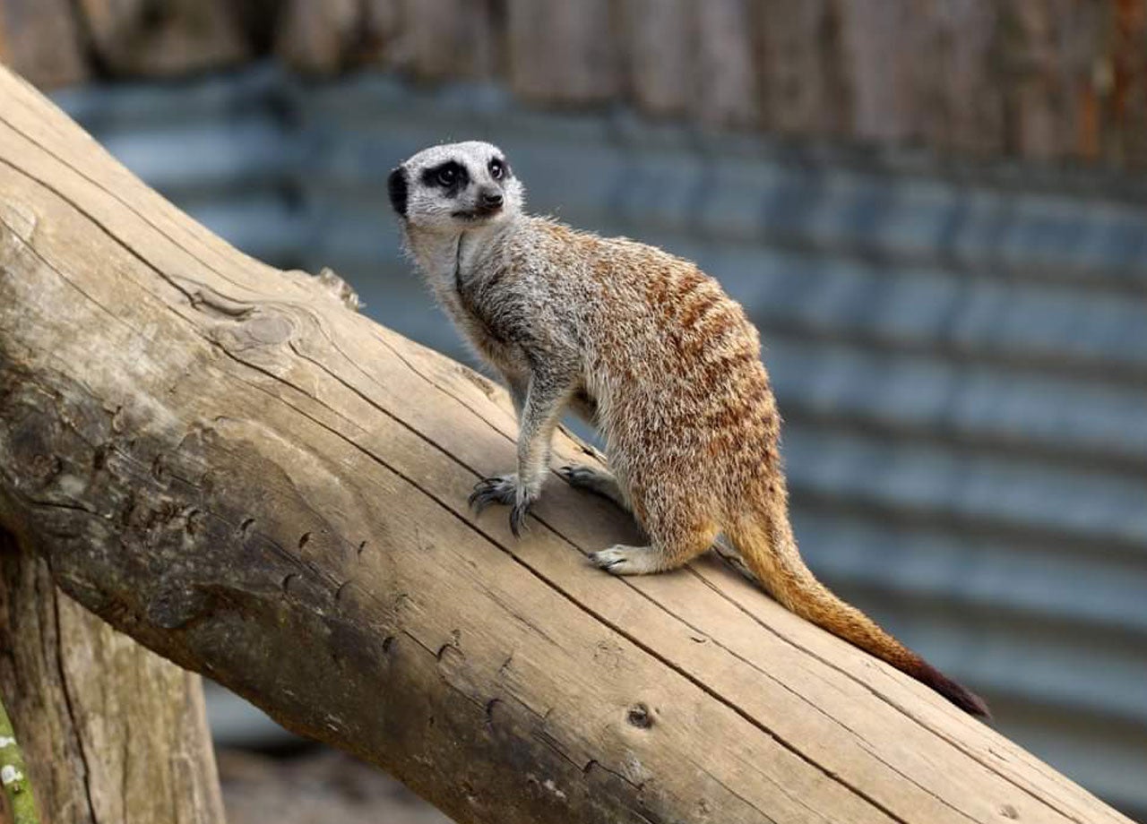 Meercat at Secret Valley Wildlife Park