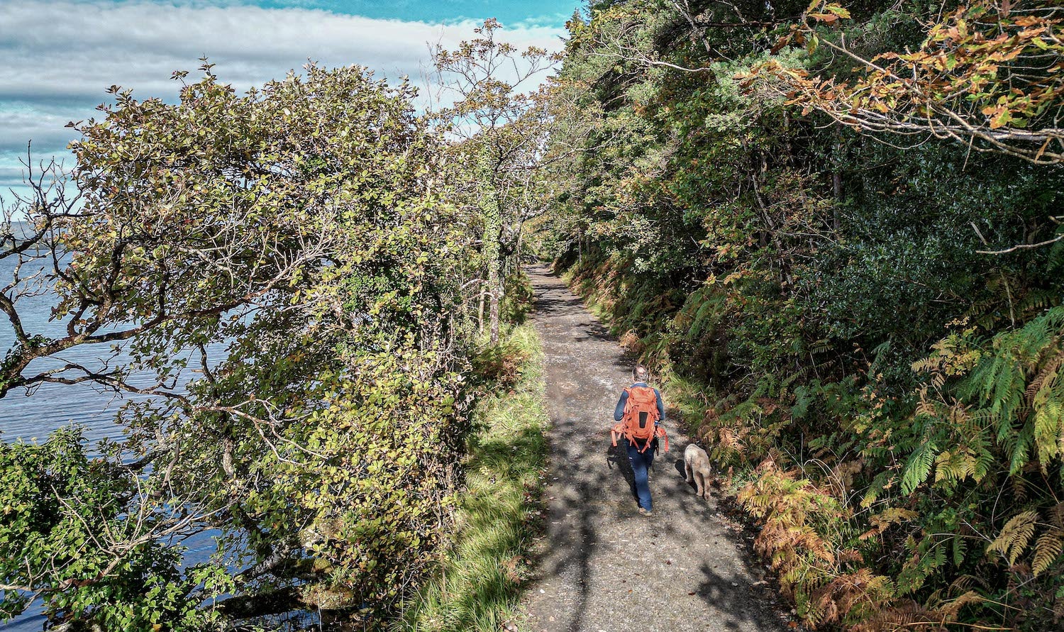 A man walking his dog in Slish Wood Forest in Co Sligo